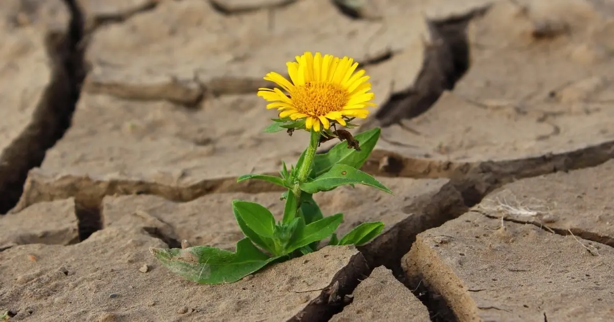 Imagine articol Adaptabilitatea